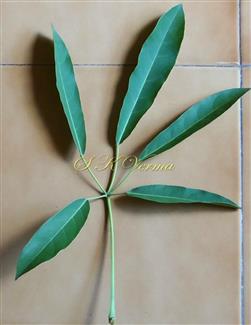  Leaf